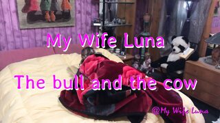 The bull and the cow