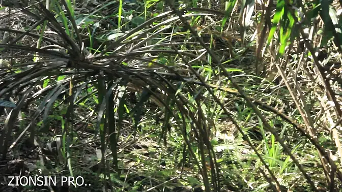 African beauty gets her juicy pussy fucked by black BBC