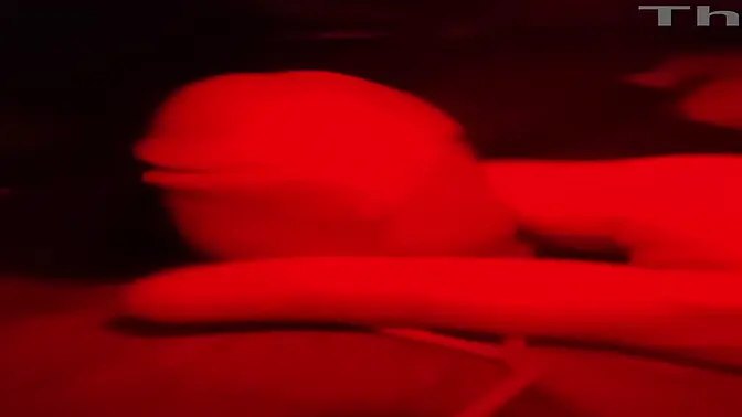 Bound and helpless, she sucks cock with pleasure