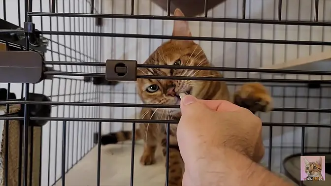 Furry babe licks cock and swallows creampie