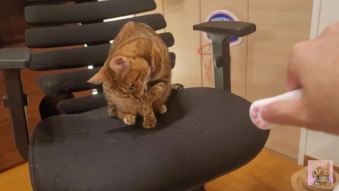 Furry pussycat toy review  Here′s a toy that will make you jump for joy!