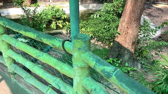 Saigon Seduction: Lusty Crocodiles in Vietnam