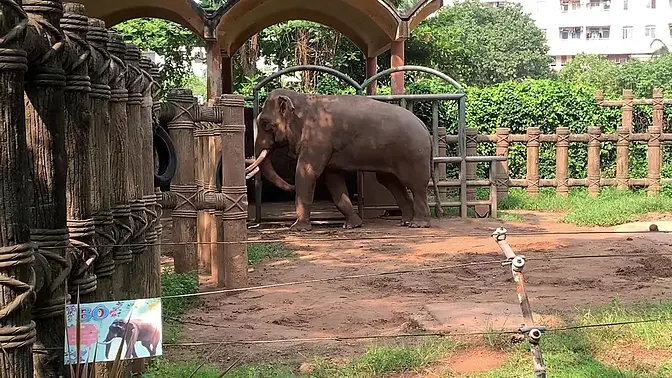 Saigon stud gets serviced by eager Vietnamese girls