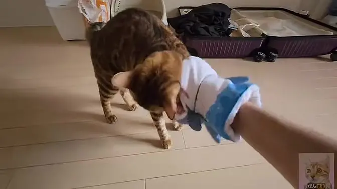 Sweetie Fox Pussycat Cosplay Licking Cock in Anime